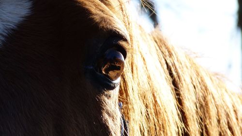 Close-up of a horse