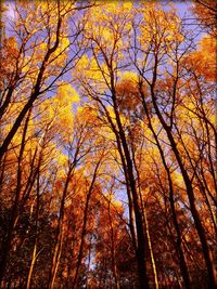 Low angle view of trees in forest