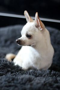 Chihuahua chico 