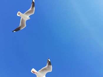 Low angle view of seagull flying