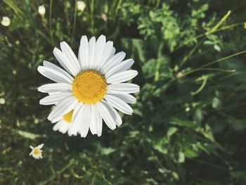 Close-up of daisy flowers