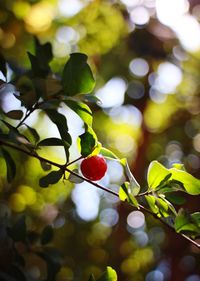 Close-up of berries growing on tree