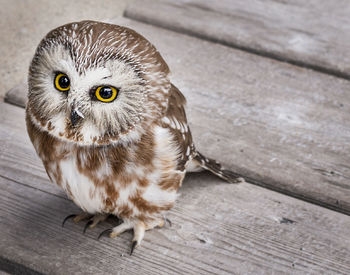 Close-up portrait of owl perching on wooden walkway