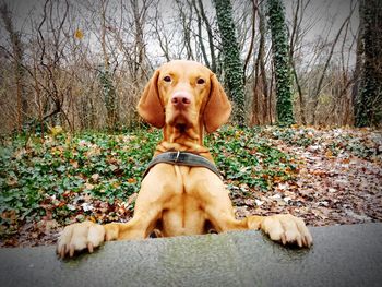 Portrait of dog in front of trees