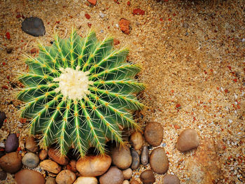 High angle view of succulent plant on field