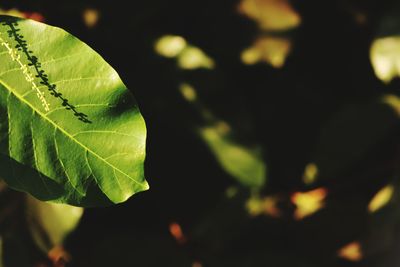 Close-up of plant leaves