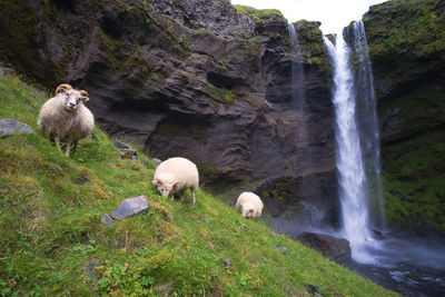 View of sheep on rocks