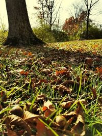 Close-up of fallen tree on field