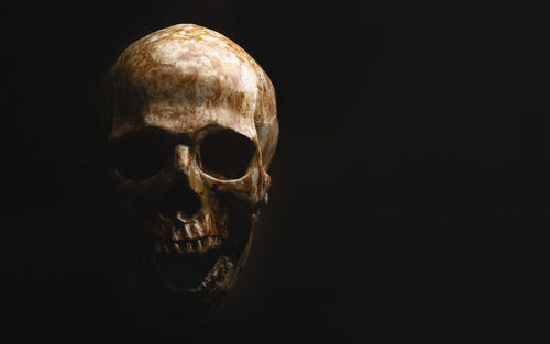 Close-up of human skull