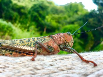 Close-up of insect