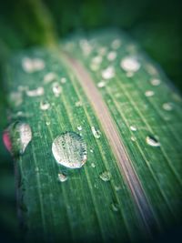 Close-up of water drops on leaf