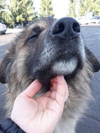 Close-up of hand holding dog