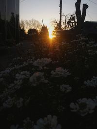 Sun shining through trees on field during sunset