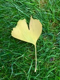 High angle view of autumnal leaf on grass