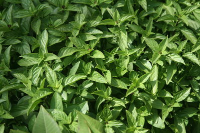 Full frame shot of basil  fresh green leaves