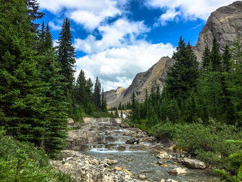 Scenic view of river amidst trees in forest against sky