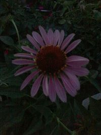 Close-up of pink flower