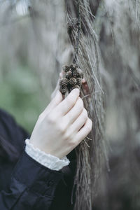 Close-up of woman holding small pine cones