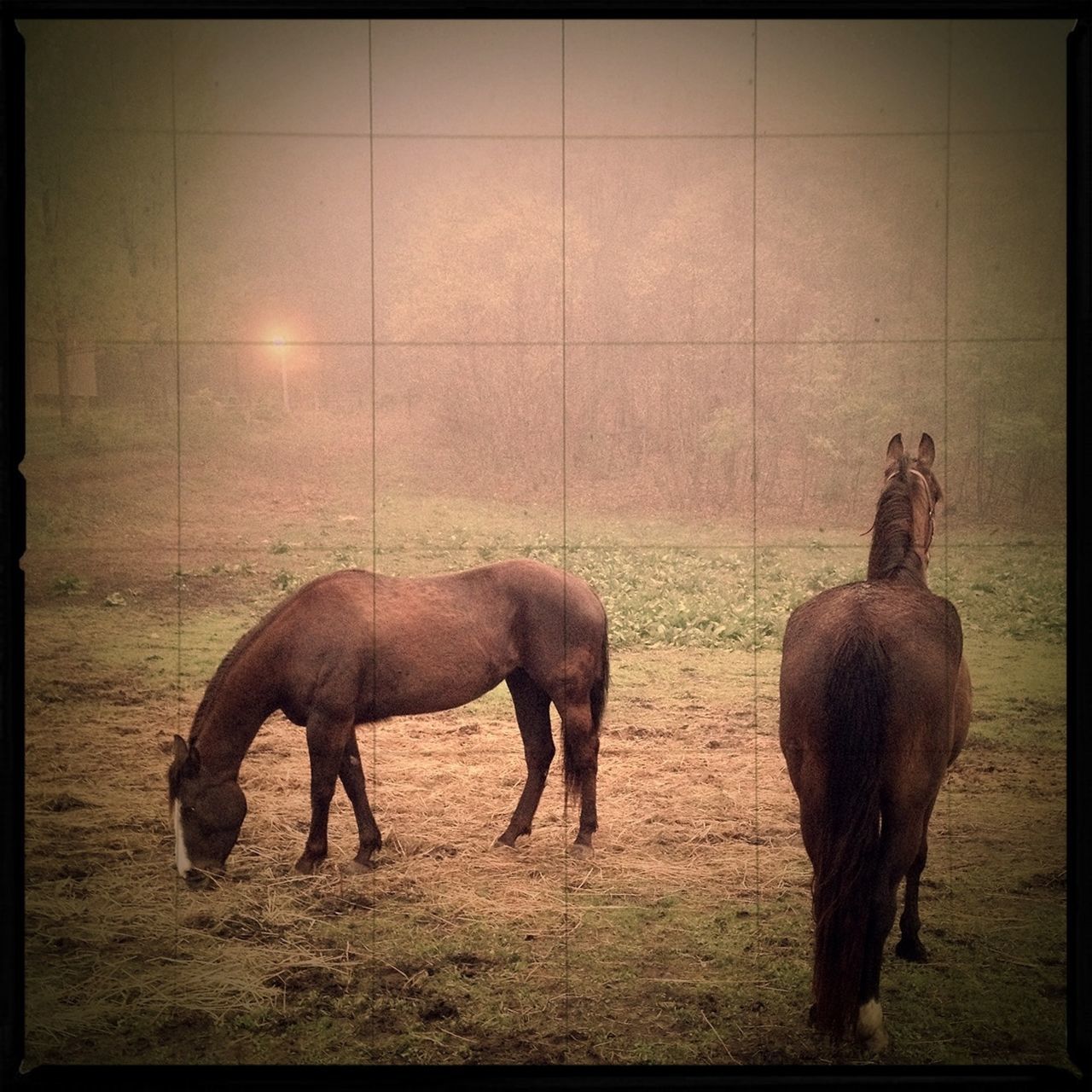 animal themes, domestic animals, livestock, mammal, transfer print, standing, field, full length, two animals, auto post production filter, togetherness, three animals, zoology, side view, wildlife, nature, day, outdoors, herbivorous, horse