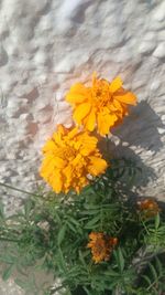 Close-up of yellow flowers