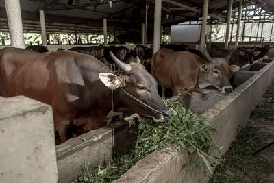 Cow be prepared for eid al-adha muslim holy day