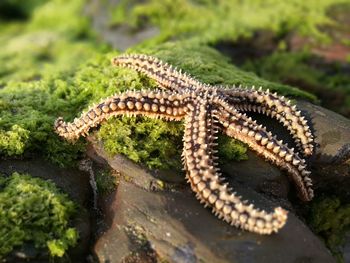 Close-up of lizard on water