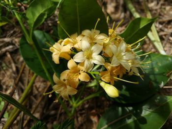 Close-up of yellow flowers blooming outdoors