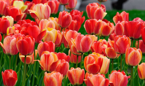 Close-up of red tulips in field