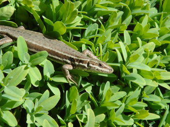 Close-up of lizard on plant