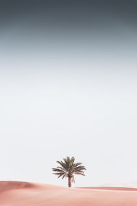 Palm tree on land against clear sky