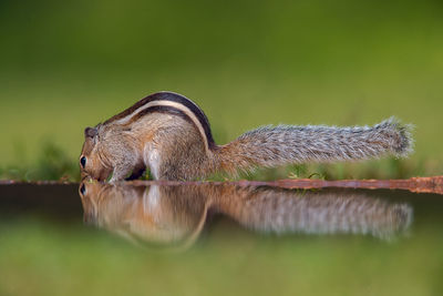 View of lizard on wood