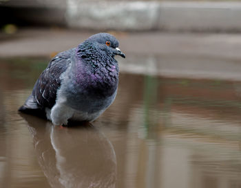 Close-up of pigeon perching on a lake