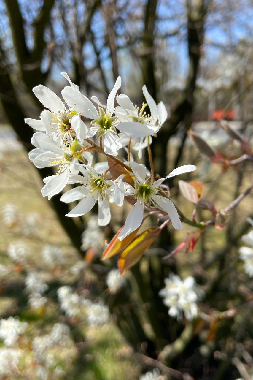 CLOSE-UP OF WHITE CHERRY BLOSSOM