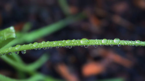 Close-up of leaves