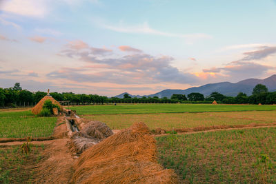 Scenic view of agricultural field against sky