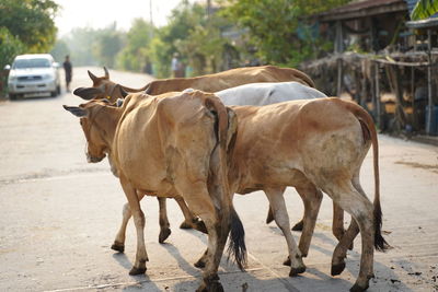 Horses on the road