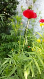 Close-up of insect on plant