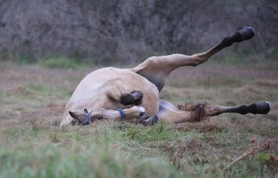 Sheep resting on field