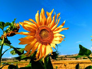 Close-up of sunflower growing on field against blue sky