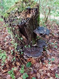 Close-up of log in forest