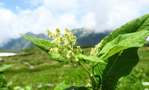 Close-up of flowering plant against sky