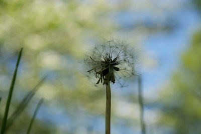 Close-up of dandelion flower