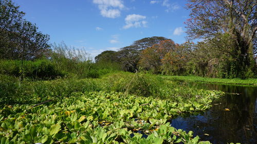 Water lily in lake