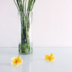 Close-up of white flower over white background