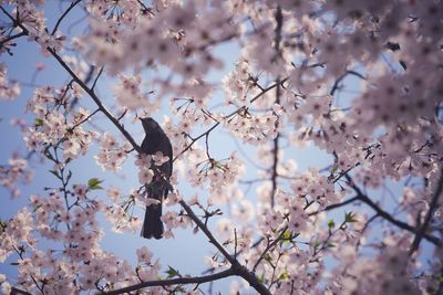 High angle view of bird perched on cherry blossom  tree