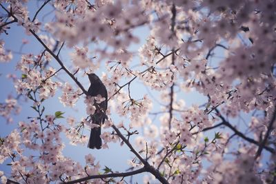 Low angle view of cherry blossoms