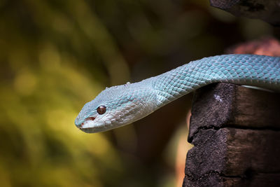 Close up of the exotic and venomous viper snake blue insularis - animal reptile photo series