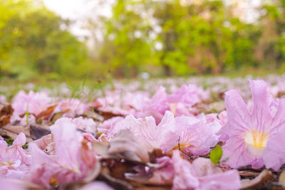 Close-up of pink flowers in park