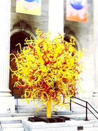 Close-up of yellow flower