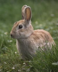 Close-up of rabbit on field